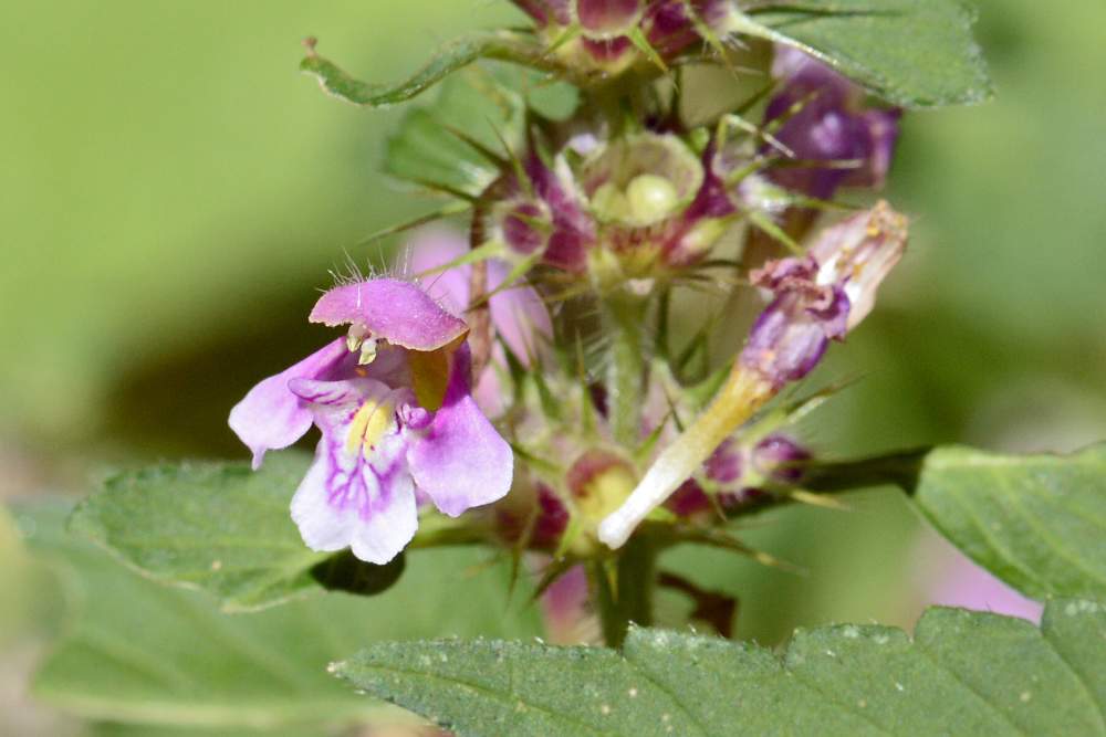 Galeopsis terzo da ID.